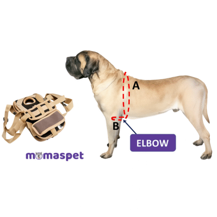Dog wearing a front leg sling belt for mobility support and injury recovery